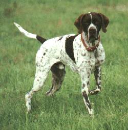 POINTER